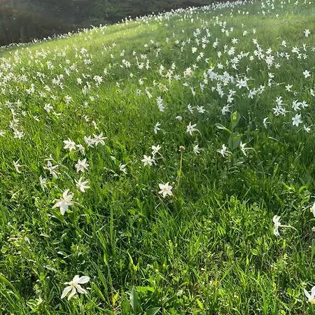 Hiša Pr Valter * Jesenice