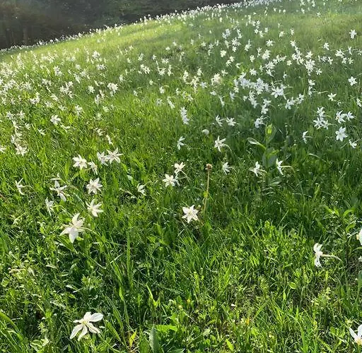 Hisa Pr Valter * 耶塞尼采